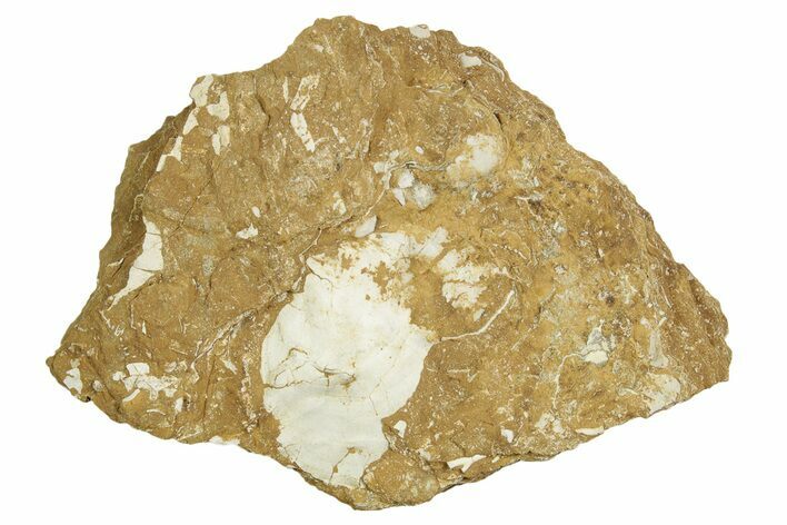 Ordovician Kukersite Oil Shale w/ Bryozoan & Bivalve Fossils #369562
